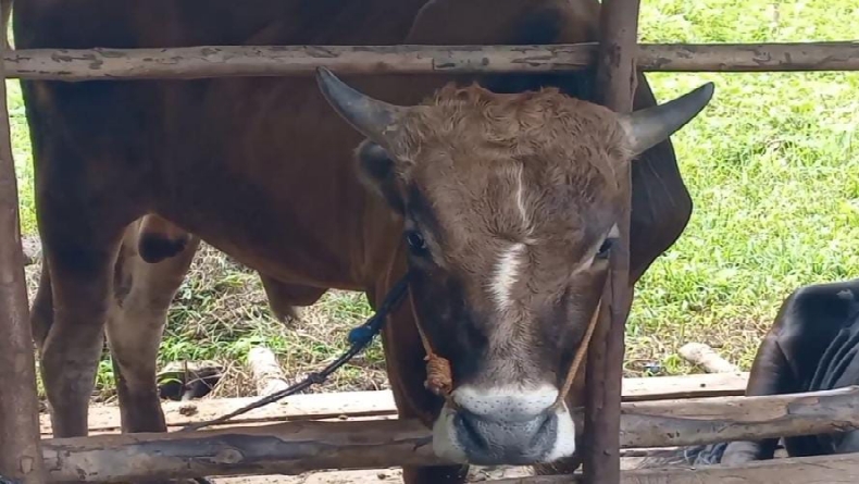 Idul Adha 2024, Kebutuhan Hewan Kurban di Bangka Barat Dipastikan Cukup