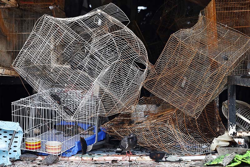 Ribuan Kucing, Anjing dan Hewan Eksotis Mati Terpanggang akibat Kebakaran di Thailand - Bagian 3