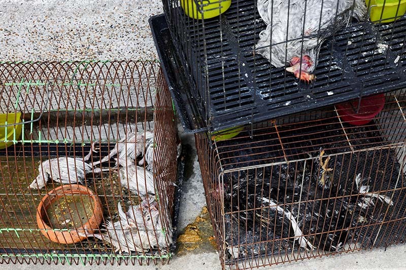 Ribuan Kucing, Anjing dan Hewan Eksotis Mati Terpanggang akibat Kebakaran di Thailand - Bagian 2