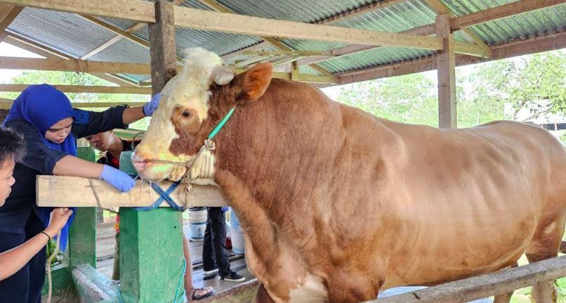 Penampakan Sapi Kurban Presiden Jokowi di Bone, Diberi Nama Turbo Bobot 1 Ton