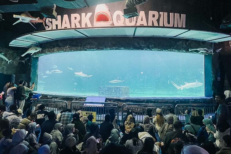 Momen Anak Pesisir Ikuti Wisata Edukasi Mengenal Biota Laut  - Bagian 2