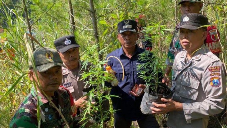 Petugas Temukan Tanaman Ganja saat Cari Korban Longsor di Gunung Semeru, Kok Bisa?