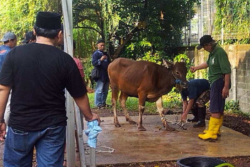 MNC Peduli dan Masjid Raudhatul Jannah Kebon Jeruk Distribusikan Daging Hewan Kurban - Bagian 4