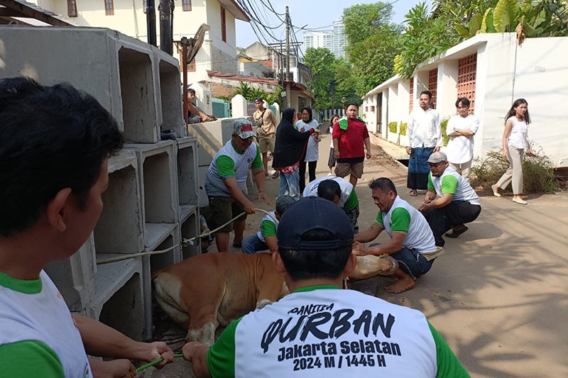 Penyaluran Bantuan Hewan Kurban Idul Adha 1445 H - Bagian 4