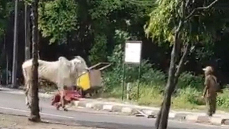 Sapi Kurban di Sleman Ngamuk, Tendang 2 Anak Kecil dan Kabur ke Jalan Raya