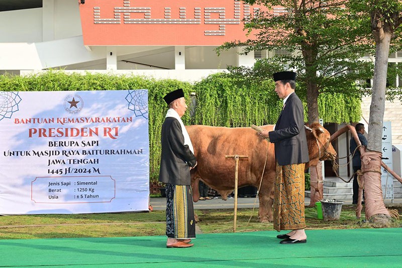 Penampakan Sapi Simental 1,25 Ton Diserahkan Presiden Jokowi  - Bagian 1
