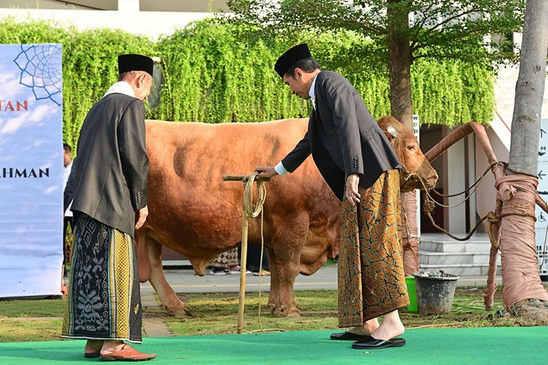 Penampakan Sapi Simental 1,25 Ton Diserahkan Presiden Jokowi  - Bagian 2