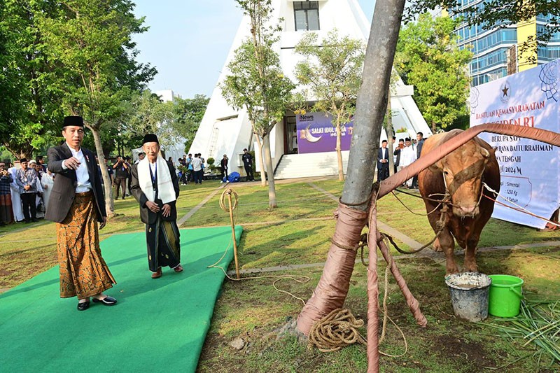 Penampakan Sapi Simental 1,25 Ton Diserahkan Presiden Jokowi  - Bagian 3