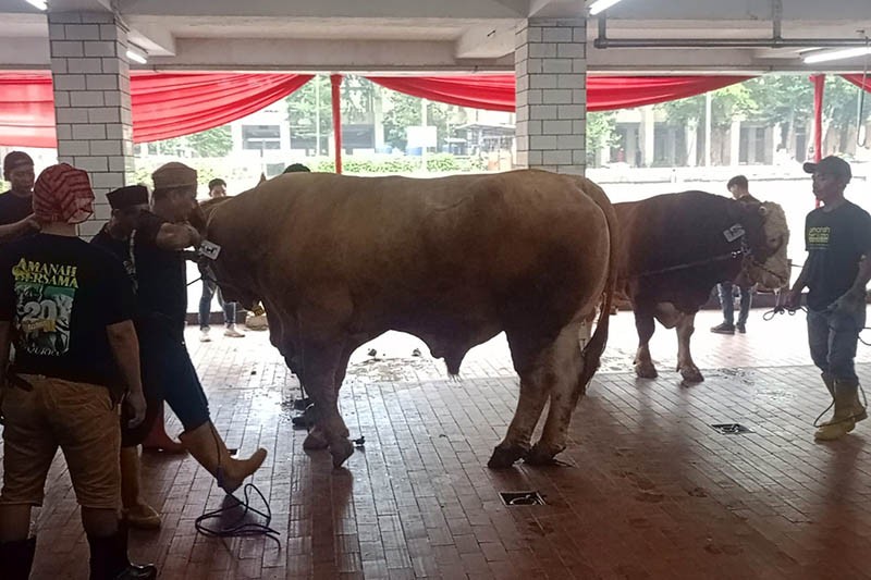 Momen Sapi Kurban Milik Jokowi Dipotong Panitia Masjid Istiqlal - Bagian 2