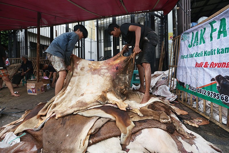 Meraup Cuan dari Kulit Hewan Kurban - Bagian 1
