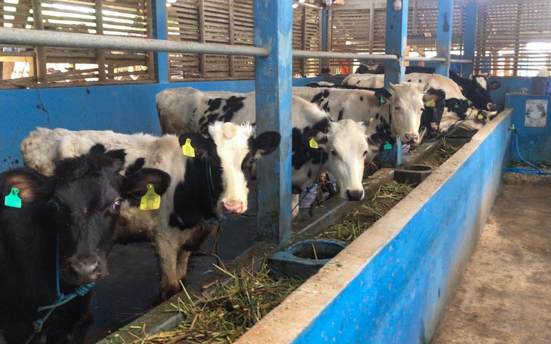 Program Biogas untuk Peternak Sapi Perah Lokal - Bagian 2