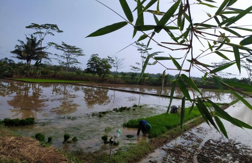 Berkah Pompanisasi Di Desa Nusadadi: Sawah Kering Terairi, Padi Subur ...