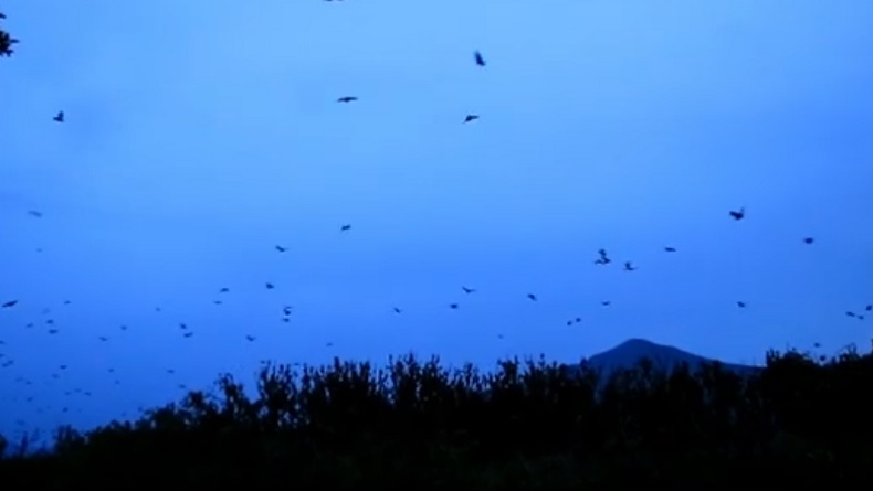 Pulau Kelelawar, Surga Wisata Tersembunyi di Danau Kerinci Jambi