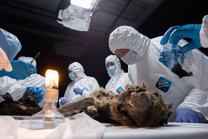 Penampakan Serigala Purba 44.000 Tahun, Jasad Masih Utuh Dilapisi Es - Bagian 4