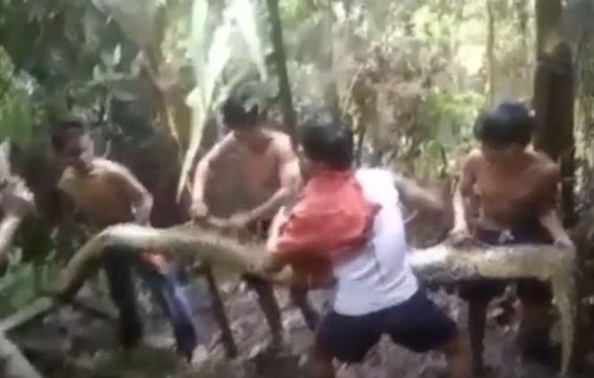Istri Tewas Dimangsa Piton 10 Meter di Luwu, Suami Duel dengan Sang Predator