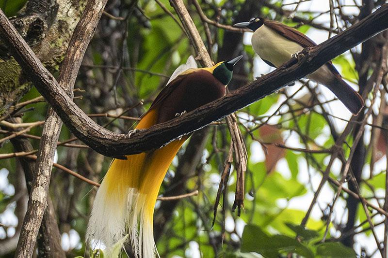 Semangat Eksplorasi Migas Berkelanjutan di Ujung Timur Indonesia - Bagian 5