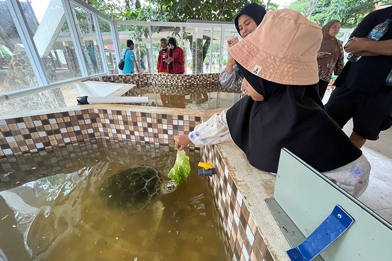 Momen Puluhan Ragam Jenis Anak Penyu Dilepas ke Perairan Karimunjawa - Bagian 4