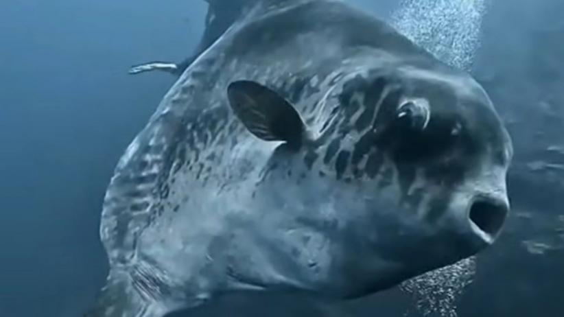 Viral Ikan Mola Mola Terekam Kamera Penyelam, Punya Bentuk Aneh dan Badan Besar