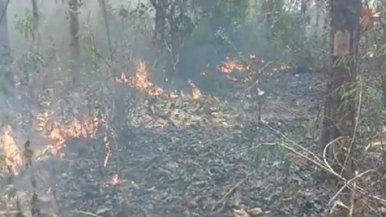 Kebakaran Hebat di Situbondo, Satu Hektare Kawasan Hutan Jati Hangus