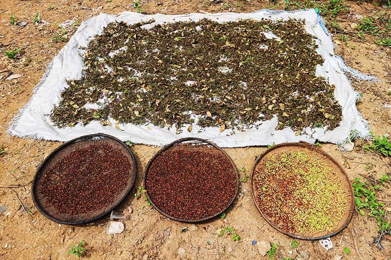 Kekayaan Alam Melimpah di Kampung Dukuh Garut Selatan - Bagian 2