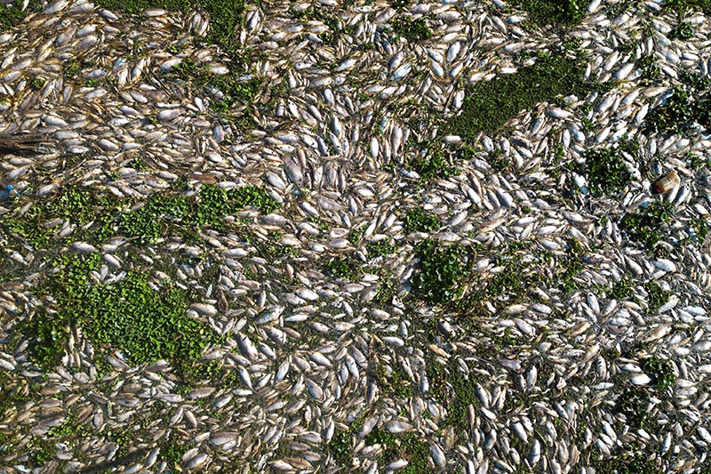 Ribuan Ikan Mati karena Air Sungai Tercemar Limbah Etanol - Bagian 2