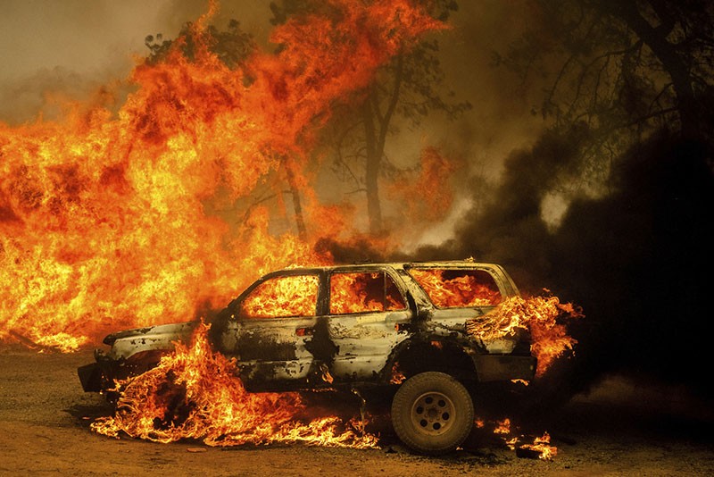 Api Menyebar Cepat! Hewan-Hewan Terjebak di Tengah Kebakaran Hutan California - Bagian 4