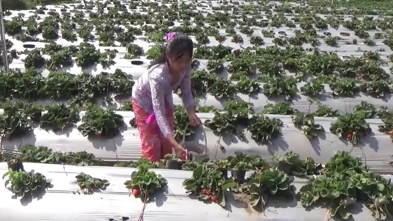 Wisata Seru di Pegunungan Kintamani Bali, Petik Stroberi Jepang Ukuran Jumbo