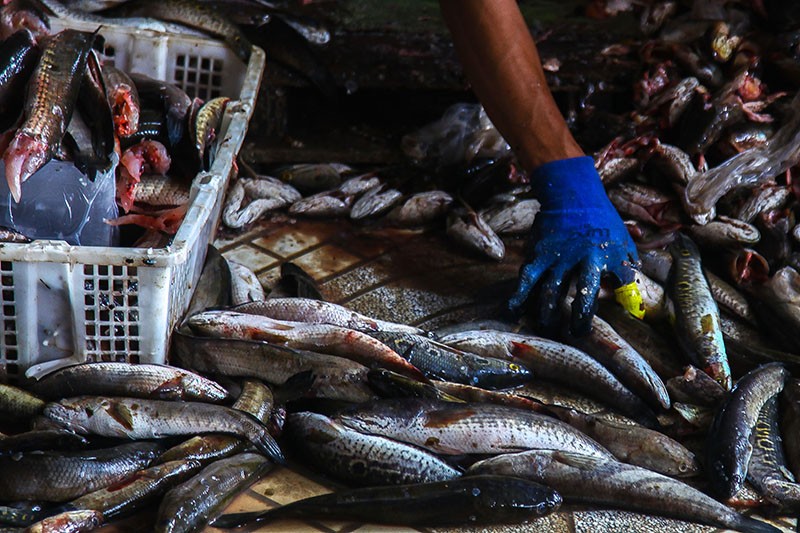 Potret Kampung Penghasil Ikan Gabus Giling di Palembang - Bagian 5