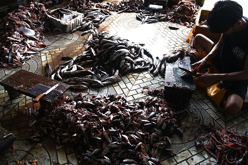 Potret Kampung Penghasil Ikan Gabus Giling di Palembang - Bagian 1