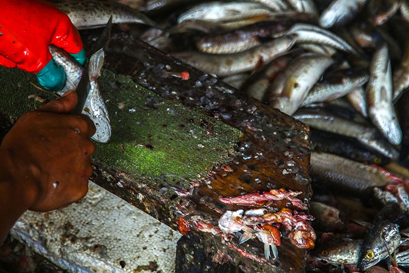 Potret Kampung Penghasil Ikan Gabus Giling di Palembang - Bagian 4