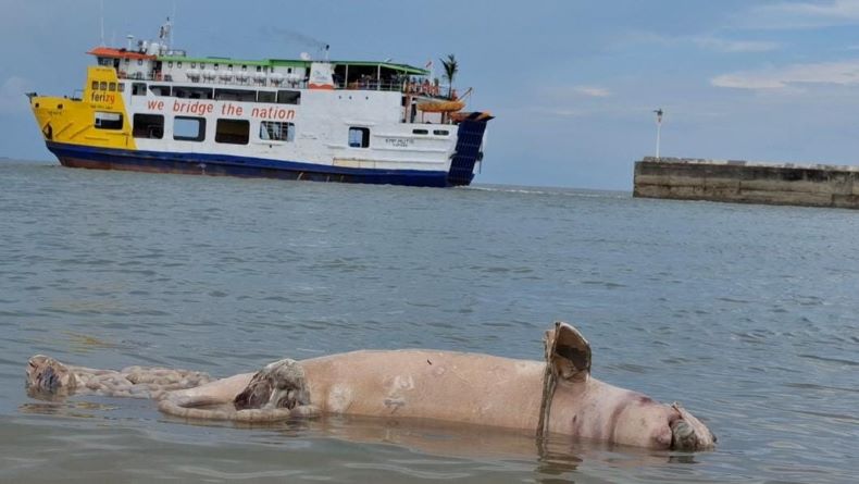 title Bangkai Pesut Sepanjang 1,5 Meter Terdampar di Pelabuhan Tanjung Kalian Mentok Bangkai Pesut Sepanjang 1,5 Meter Terdampar di Pelabuhan Tanjung Kalian Mentok