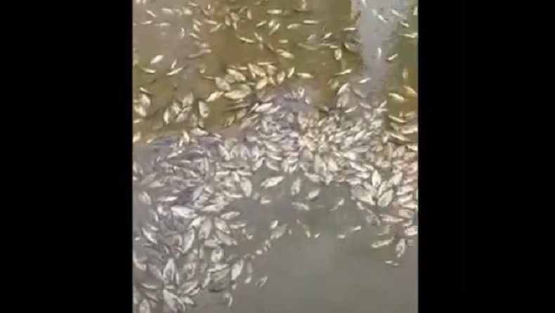 Viral Ribuan Ikan Mati Mendadak di Taliabu, Warga Panik Takut Konsumsi Air Sumur