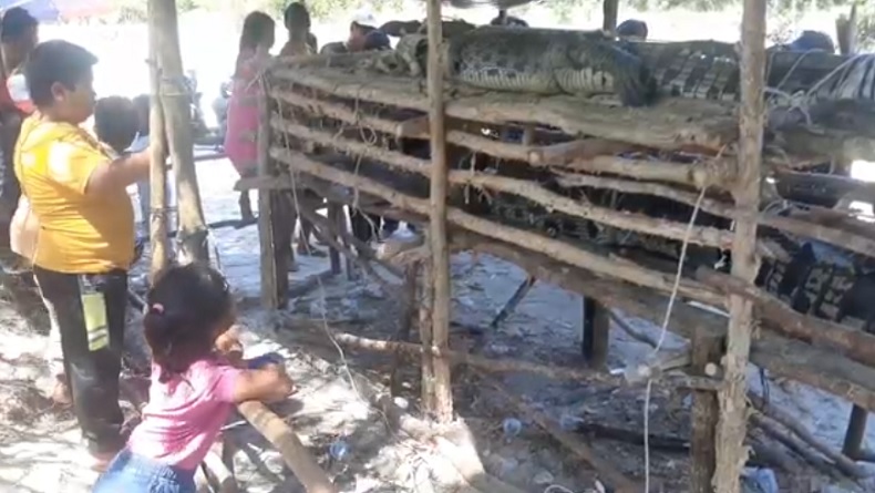 Penampakan 2 Buaya Besar Pemangsa Pemancing di Bangka, Ditangkap Jadi Tontonan Warga
