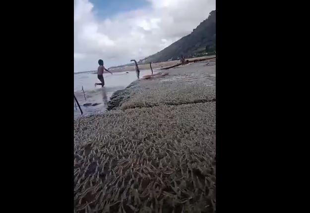 title Viral Jutaan Udang Naik Daratan Gegerkan Warga Bone Bolango Viral Jutaan Udang Naik Daratan Gegerkan Warga Bone Bolango