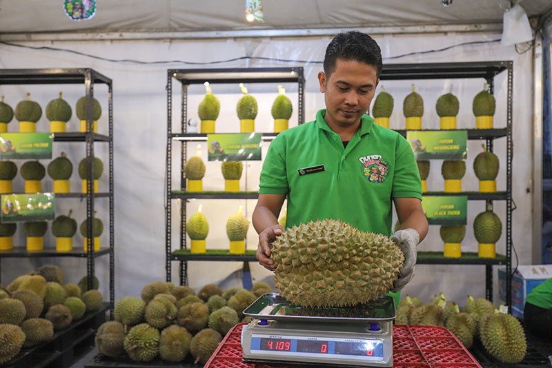 Bayar Segini Makan Durian Sepuasnya - Bagian 2
