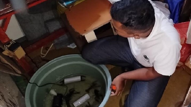 Kronologi Kamar Kos Terbongkar Jadi Kolam Lobster di Malang, Penyewa Kabur Tak Bayar 2 Bulan
