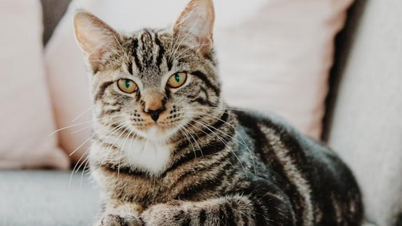 Fakta Kucing Jantan 3 Warna: Keunikan, Genetika dan Mitos di Baliknya