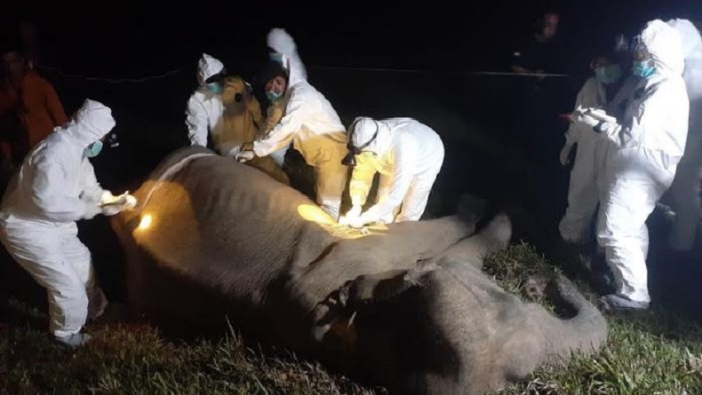 Akhir Hidup Bunga, Gajah Betina Berusia 40 Tahun Ditemukan Mati di TNWK Lampung Timur