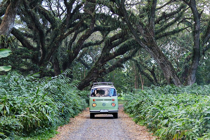 Wisata Hutan Pohon Trembesi Usia Ratusan Tahun di Banyuwangi Mirip Film Lord of The Rings - Bagian 2
