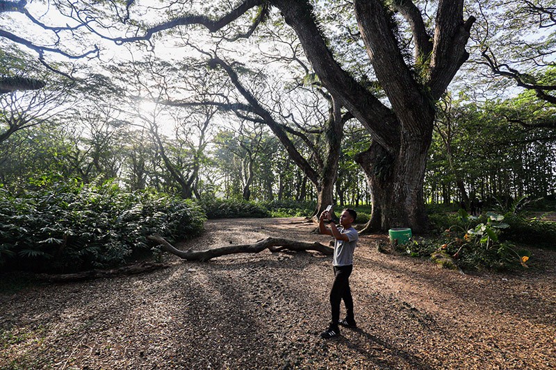 Wisata Hutan Pohon Trembesi Usia Ratusan Tahun di Banyuwangi Mirip Film Lord of The Rings - Bagian 6