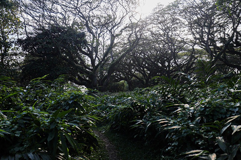 Wisata Hutan Pohon Trembesi Usia Ratusan Tahun di Banyuwangi Mirip Film Lord of The Rings - Bagian 5