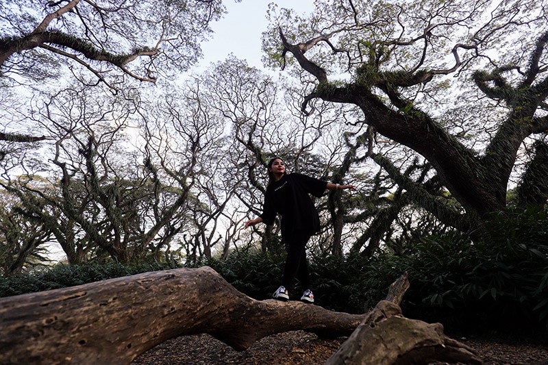 Wisata Hutan Pohon Trembesi Usia Ratusan Tahun di Banyuwangi Mirip Film Lord of The Rings - Bagian 4