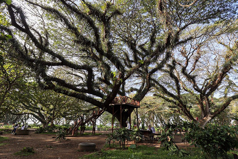 Wisata Hutan Pohon Trembesi Usia Ratusan Tahun di Banyuwangi Mirip Film Lord of The Rings - Bagian 3