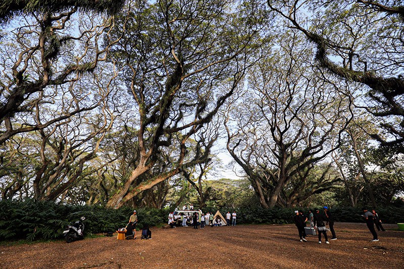 Wisata Hutan Pohon Trembesi Usia Ratusan Tahun di Banyuwangi Mirip Film Lord of The Rings - Bagian 1