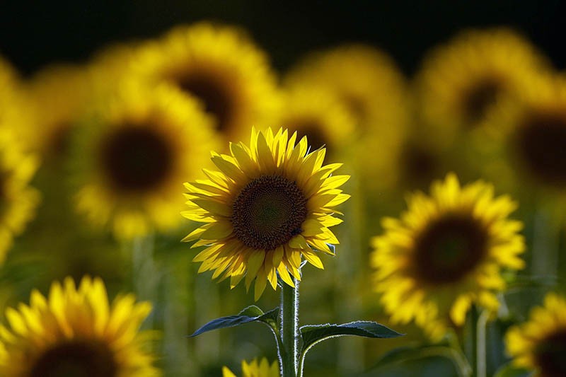 Cantiknya Bunga Matahari Bermekaran Mengundang Ribuan Wisatawan Datang - Bagian 4