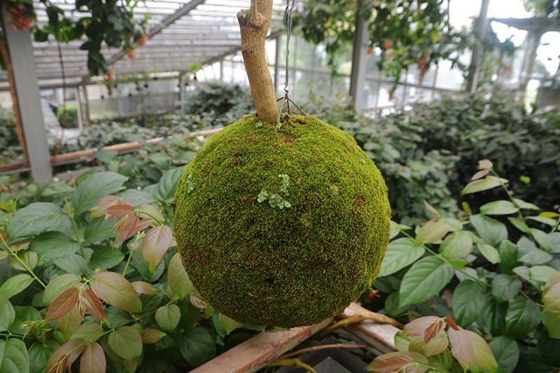  Aroma Wangi Rumah Atsiri di Kaki Gunung Lawu - Bagian 5