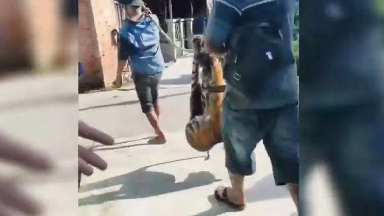 title Harimau Sumatra Mati Terjerat Perangkap di Madina, Jadi Tontonan Warga Harimau Sumatra Mati Terjerat Perangkap di Madina, Jadi Tontonan Warga