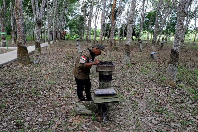 Kelompok Tani Hutan Trigona Reborn Sukses Produksi Madu Kelulut - Bagian 7