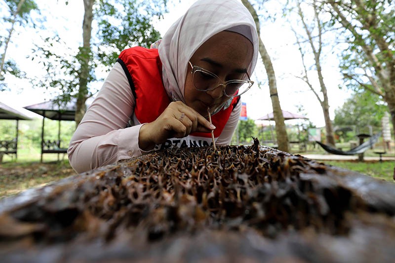 Kelompok Tani Hutan Trigona Reborn Sukses Produksi Madu Kelulut - Bagian 2