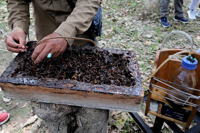 Kelompok Tani Hutan Trigona Reborn Sukses Produksi Madu Kelulut - Bagian 4